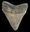 Sharp & Glossy Megalodon Tooth #4977-2